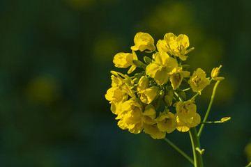 油菜花