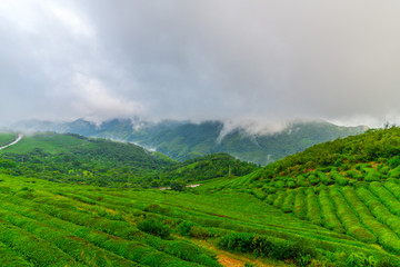 茶山