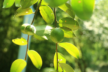 油茶