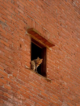 窗口的小猫咪