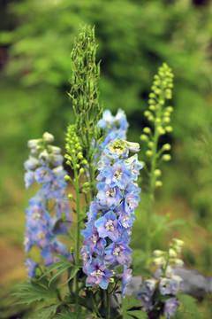 高翠雀花