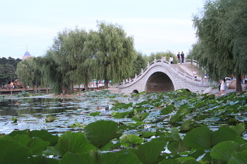 桥湖荷塘