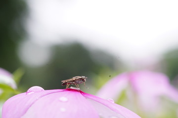 鲜花上的果蝇