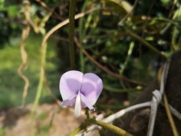 豇豆花