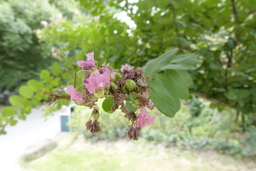 紫薇花和果实