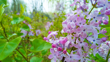 丁香花