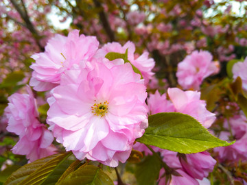 赏樱花