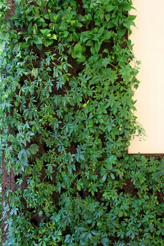 植物墙