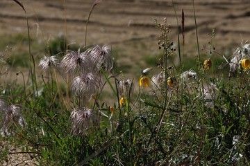 野花