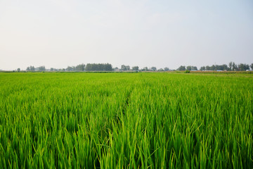 绿油油的稻田