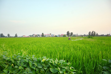 稻田