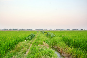 田园风光