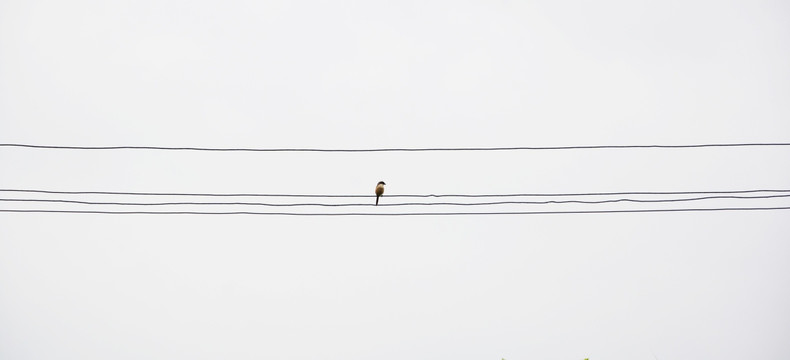 落在电线上的小鸟