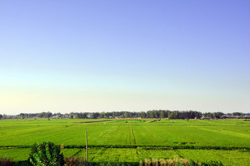 田野