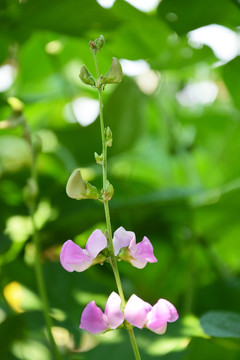 扁豆花