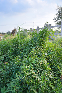 野生黑豆植物