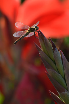 蜻蜓与花蕾