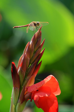 蜻蜓与蓓蕾