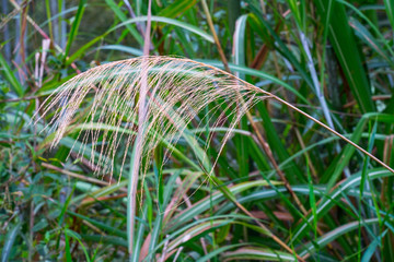 山野茅草