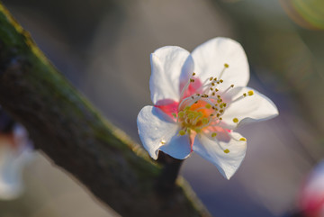 盛开的梅花