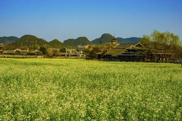 山寨油菜花