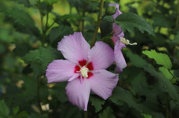 木槿花