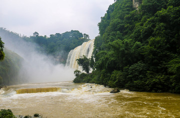 黄果树