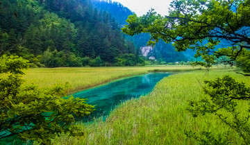 九寨沟芦苇海