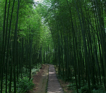 竹林小道