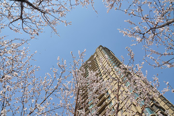 仰拍桃花开