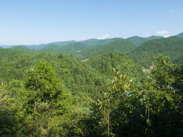 森林覆盖的大山