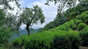 杭州十里琅珰山风景