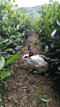 杭州十里琅珰山偶遇海棠兔