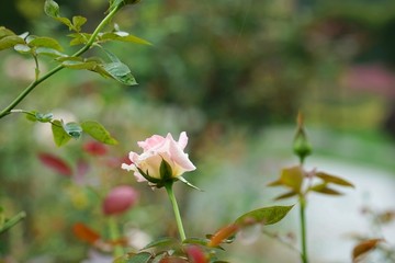 粉红色玫瑰花