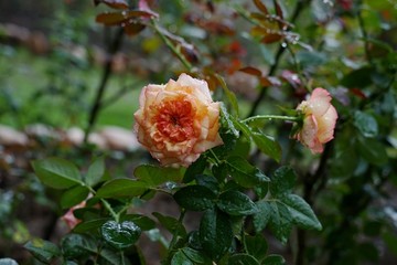 粉紅色玫瑰花