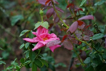 粉红色玫瑰花