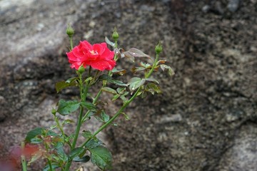 红玫瑰与石头