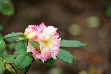 粉红色玫瑰花