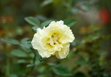 黃色玫瑰花