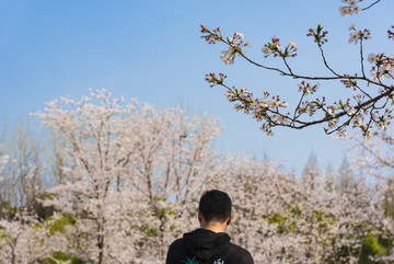 樱花