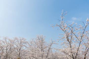 日本樱花