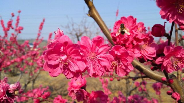 桃园桃花