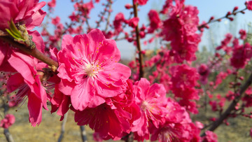 桃花特写