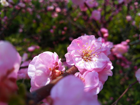 春暖花开