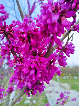 春天紫荆开花