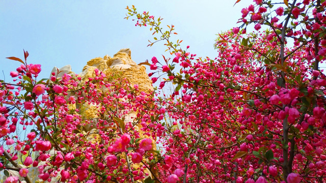 垂丝海棠树