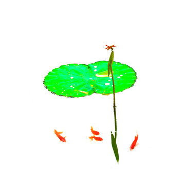 蜻蜓红金鱼荷花池