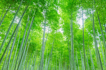 竹林
