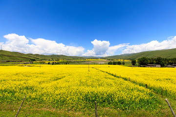 川西甘孜八美草原风光油菜花海