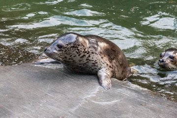 野生动物园海洋生物海豹